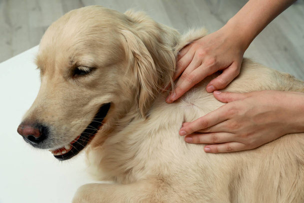 Woman checking dog's skin for ticks on blurred background, closeup - Foto, afbeelding