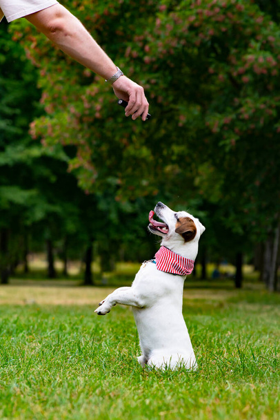 A man trains his dog Jack Russell Terrier outdoors. Feeding your pet in the park. Hand training , plays with a puppy pet on green grass. Vertical frame - Photo, Image