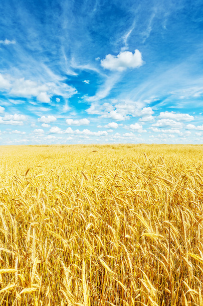 Wheat field and sky - Photo, image