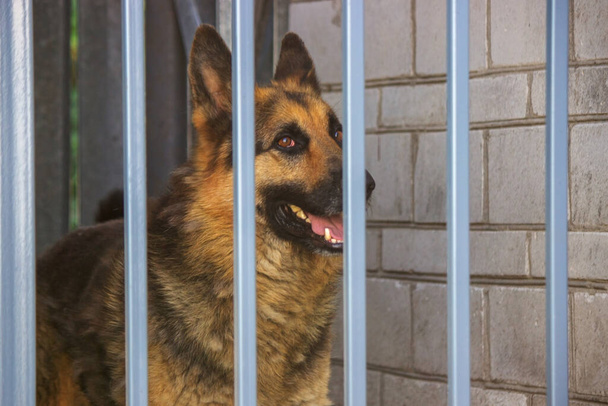 Yetişkin bir köpek ne yazık ki köpek kulübesinde bir kafeste oturuyor. Seçici odak - Fotoğraf, Görsel