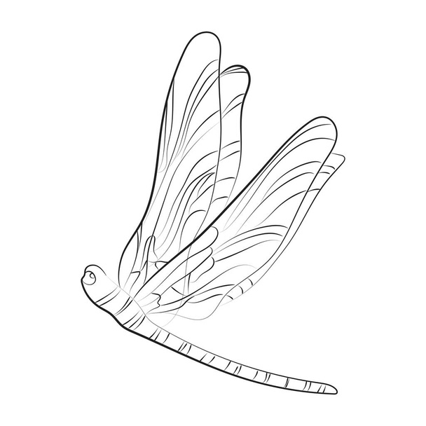 Elegant outline drawing of dragonfly. Vector illustration. - Vector, Image
