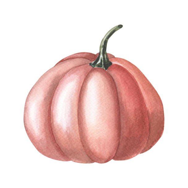 Watercolor red pumpkin. Watercolor illustration on white background. - Foto, afbeelding