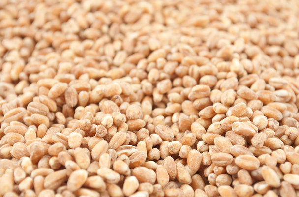 Пшеничное зерно
 - Фото, изображение