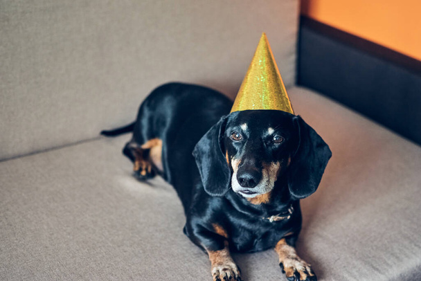 パーティーの帽子のかわいい犬。誕生日おめでとうございます。新年を祝う黒褐色のダックスフントの肖像画. - 写真・画像