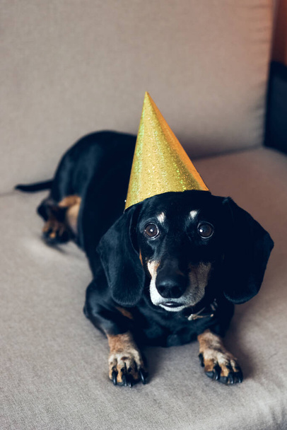 Cute dog in party hat. Happy birthday anniversary. Black brown dachshund portrait celebrating a new year. - Foto, afbeelding
