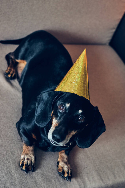 Mignon chien en chapeau de fête. Joyeux anniversaire. Portrait marron noir teckel célébrant une nouvelle année. - Photo, image