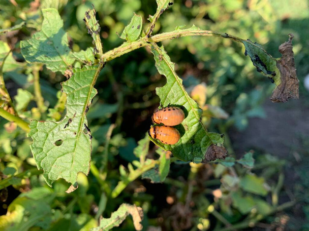 Colorado chrząszcz ziemniaczany siedzi na ziemniaku. - Zdjęcie, obraz