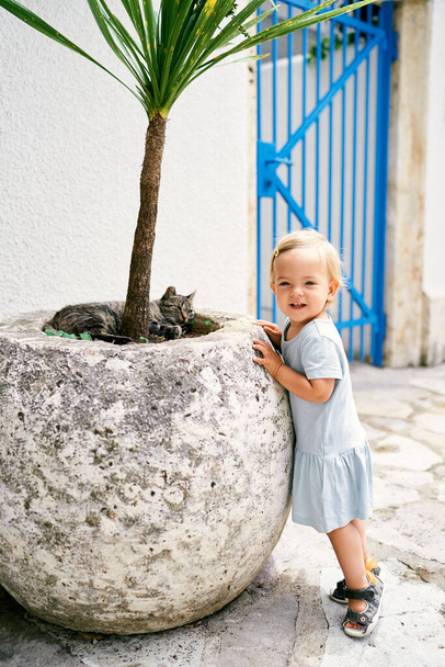 Little girl stands near a tub with a palm tree in which a cat sleeps - 写真・画像