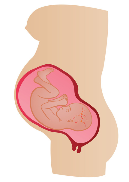 wektor ilustracja etapy rozwoju zarodków w łonie matki - Wektor, obraz