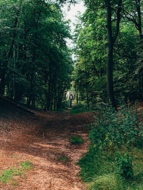 A vertical shot of a path in a forest - Fotó, kép