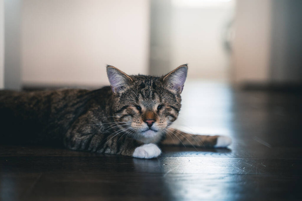 A little Tabby blind cat without eyes and white paws laying on the floor - Foto, immagini