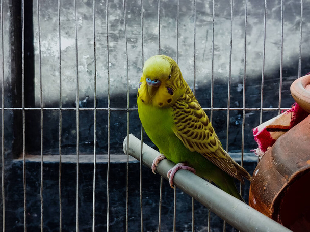 A beautiful  budgerigar parrot in the cell in a zoo - Foto, afbeelding