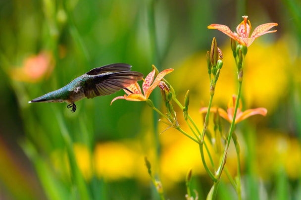 A small hummingbird flying in a field - Zdjęcie, obraz
