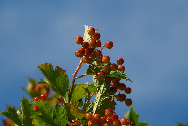 Rote Beeren von Viburnum und grüne Blätter im Garten - Foto, Bild