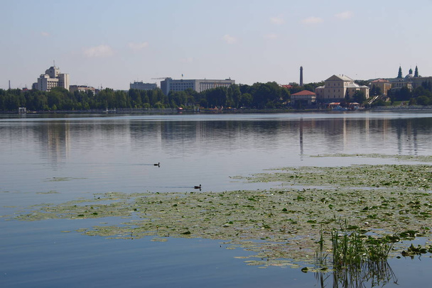 Дикая утка на городском озере в августе - Фото, изображение