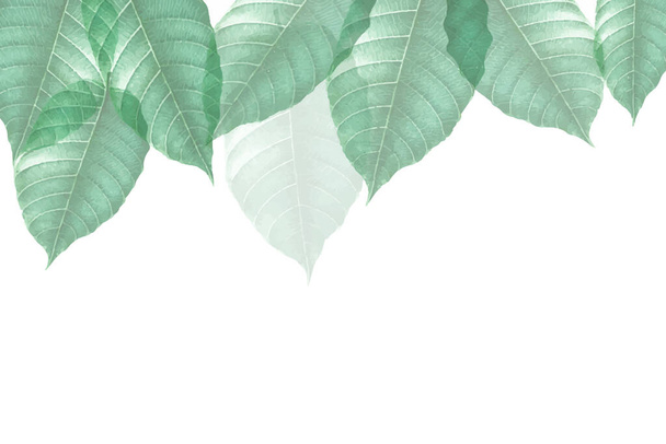 Un sacco di foglie tropicali verde brillante come sfondo. adatto per sfondo - Vettoriali, immagini