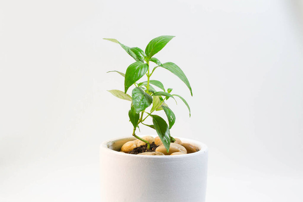 Paniculata de Phlox de hoja verde en una olla blanca Es una hierba tradicional tailandesa. que se puede extraer en la medicina - Foto, Imagen