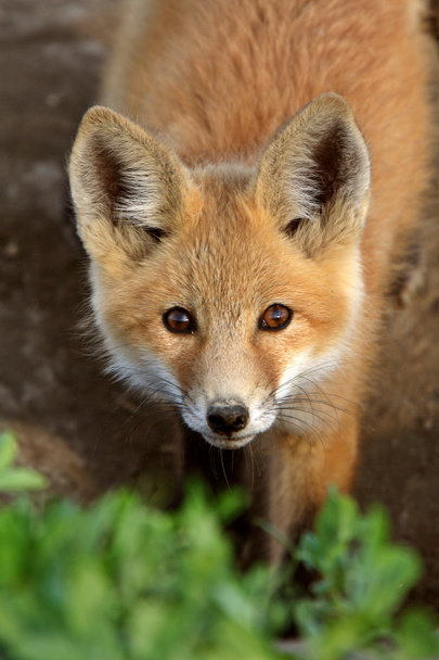 Red Fox pup in Saskatchewan - Foto, afbeelding