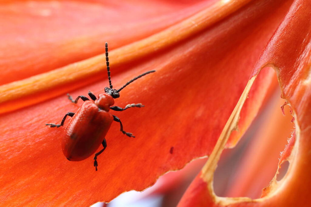 Lilioceris lilii, a red beetle with black tentacles bites the flowers and leaves of the lily. Harmful insects. - Photo, Image