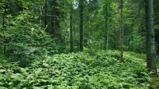 空中ドローン-ドロマイトの森の風景 - 映像、動画
