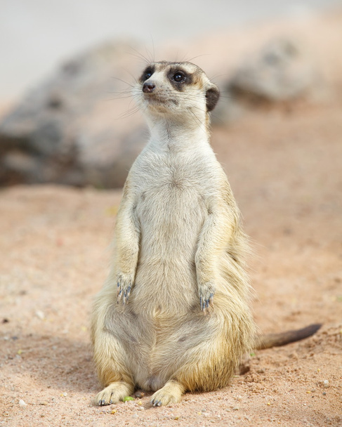 lovely meerkat standing and looking  - 写真・画像