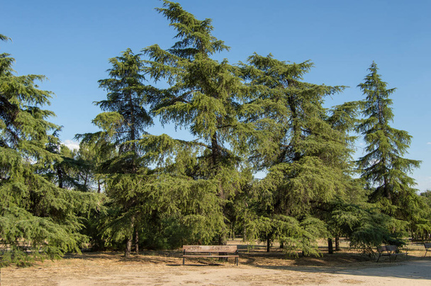 park with set of cedars and a wooden bench - Foto, Bild