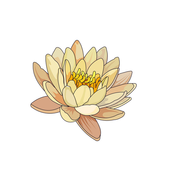 Vector white Water lily on white isolated background, outlined blossoming Lotus in Cartoon design style for prints, patterns, stickers, postcards, booklets, icons for social media, apps and websites. - Вектор, зображення