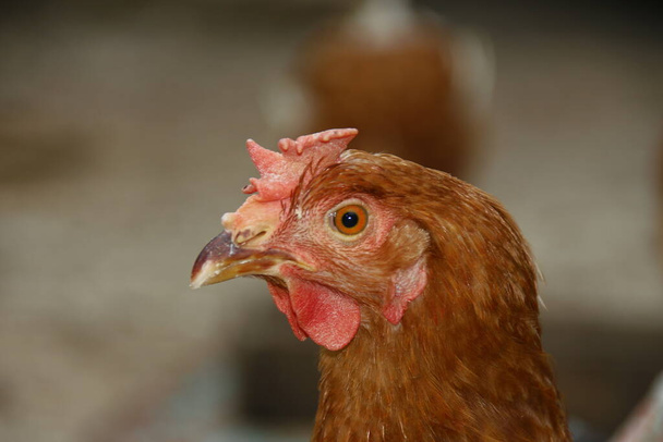 Κοτόπουλο με κόκκινα φτερά στο αγρόκτημα - Φωτογραφία, εικόνα