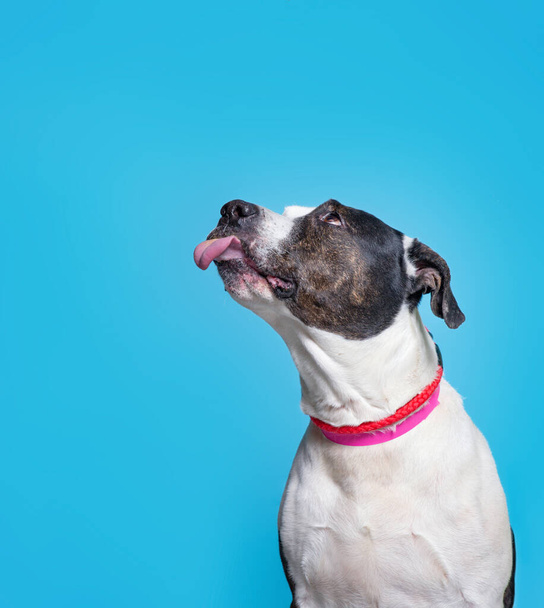 studio shot of a cute dog on an isolated background - Foto, Bild