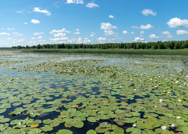 όμορφη υδρόβια βλάστηση στην όχθη του ποταμού σε μια ηλιόλουστη μέρα του καλοκαιριού, η φωτογραφία του λωτού φόντο είναι πολύ όμορφη σε μια κατσαρόλα νερό, Salaca ποταμού, Burtnieki λίμνη, Latvija - Φωτογραφία, εικόνα