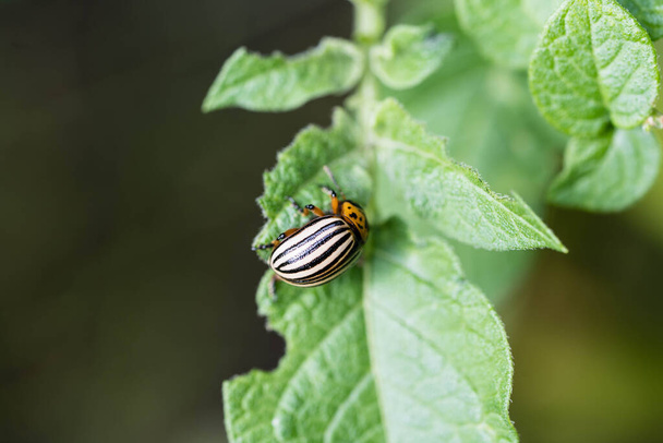 The colorado beetle destroys the leaves of potato plants - Photo, Image