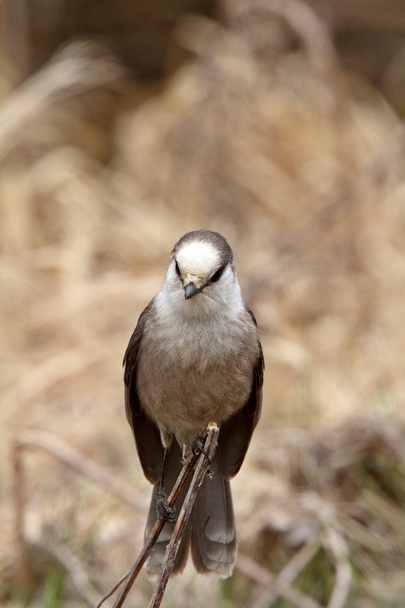 Gray Jay perched on branch in Spring - Фото, изображение