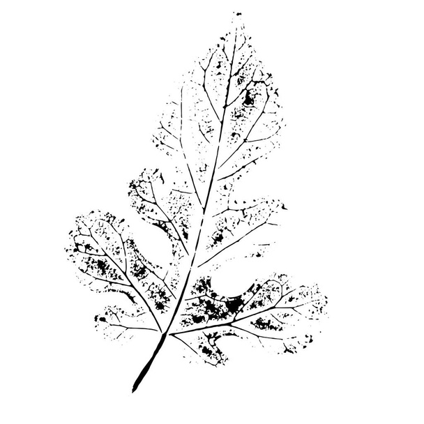 Ink stamp of a leaf. Object isolated on white. Black and white stamp maple leaf. - Vector, Imagen