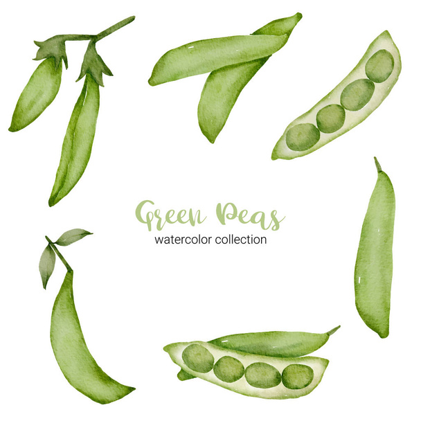 guisantes verdes en diseño de colección de acuarela con completo y cortado por la mitad, Set de dibujo Diseño plano Vector Ilustración - Vector, imagen