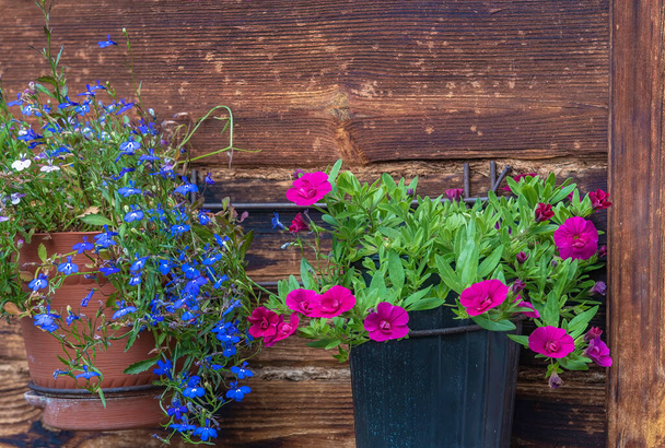 Red calibrohoa flowers and blue lobelia flowers in pots on an old wall of a wooden house on a summer sunny day. - Photo, Image