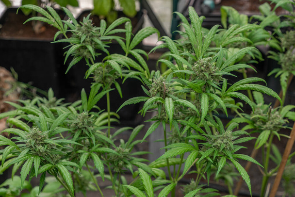 Ripened green marijuana flower Critical OG variety in greenhouse in summer day - Photo, image