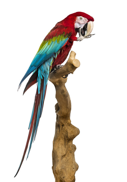 bir dal üzerinde tünemiş ve kendisi, ISO temizlik kırmızı ve yeşil Amerika papağanı - Fotoğraf, Görsel