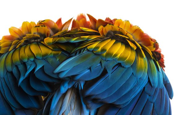 w 上に分離されて緋色のコンゴウインコの羽 （4 歳） のクローズ アップ - 写真・画像