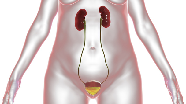 尿で満たされた尿膀胱の半分,医療3Dイラスト.膀胱の解剖図 - 写真・画像