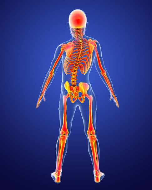 大腸炎、 3Dイラスト。湾曲した背骨、不均一な肩と腰を持つ人間の体。捻挫曲線解剖学。スカロシスと強調表示の骨格を持つ子供,バックビュー - 写真・画像