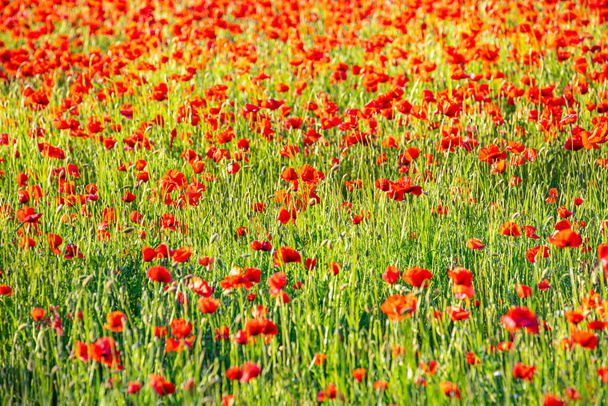 hermosas flores de amapola roja en el campo de verano  - Foto, imagen