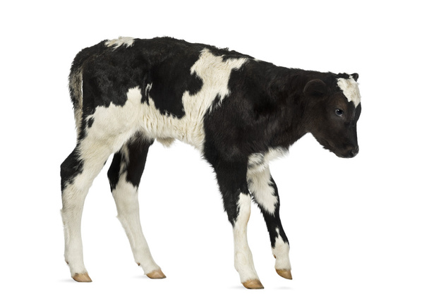 白で隔離されるベルギーの青牛 - 写真・画像