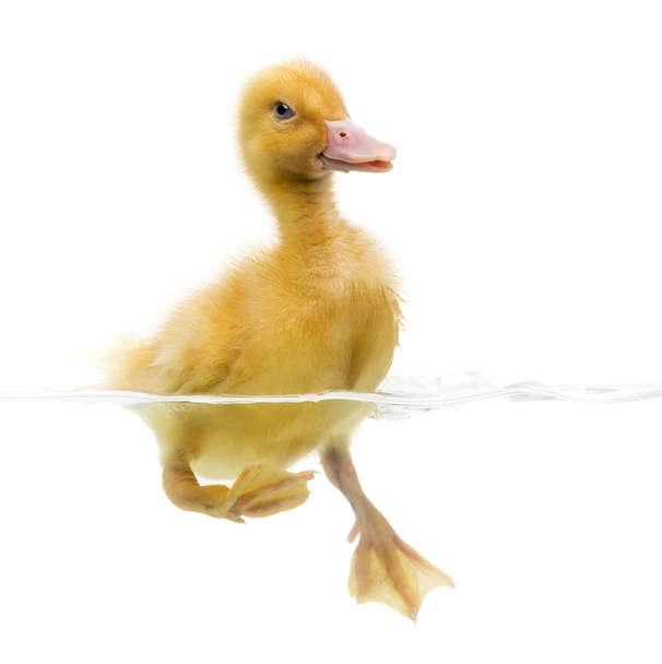 Patos (7 días) nadando, aislados en blanco
 - Foto, Imagen