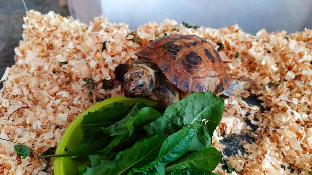Közelkép egy teknősről egy üvegakváriumban, amint pitypang levelekkel táplálkozik, fotó - Fotó, kép