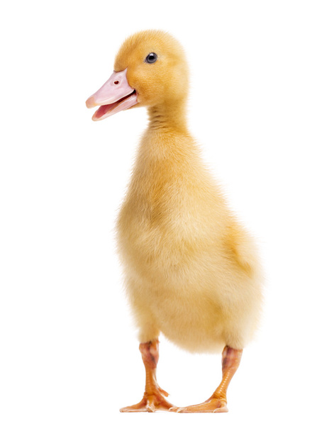 Duckling (7 days old) isolated on white - Photo, Image