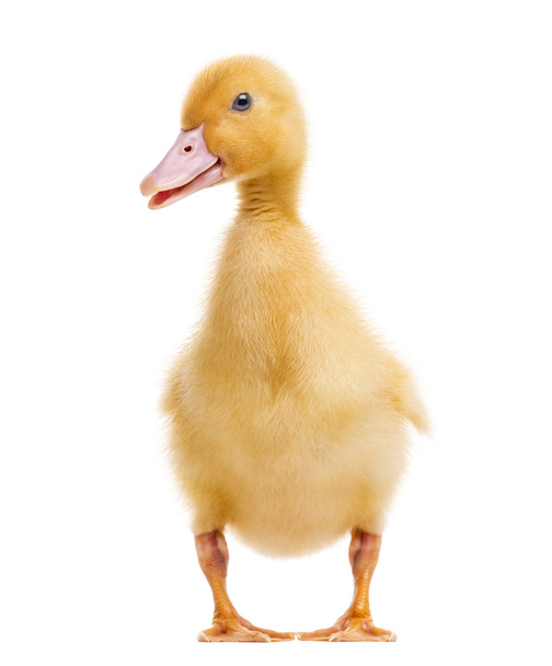 Duckling (7 days old) isolated on white - Photo, Image