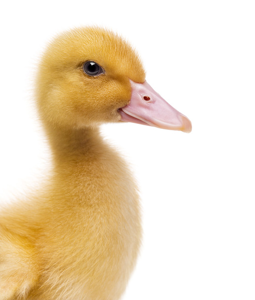Close-up of a Duckling (7 days old) isolated on white - Photo, Image