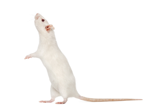 Ratto bianco sulle zampe posteriori (8 mesi), isolato su bianco
 - Foto, immagini