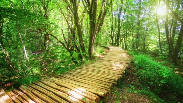 Seamless Loop Mozi videó az őszi fából készült ösvényről Plitvicei-tavon, Horvátországban - Felvétel, videó