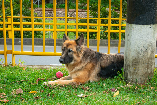 The German Shepherd is Sitting with his Pink Ball on the Grass in the Public Park in Medellin, Colombia - Photo, Image